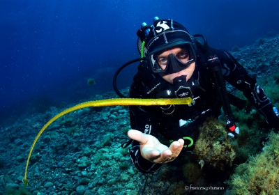 Agenzia/operatore Turistico Blue Diving Ustica